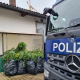 Cannabispflanzen, Polizeifahrzeug